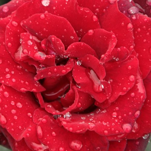 Online rózsa kertészet - teahibrid rózsa - vörös - Rosa Barkarole® - diszkrét illatú rózsa - Hans Jürgen Evers, Mathias Tantau, Jr. - Jól ellenáll az esőnek. Nagyméretű, sötétzöld lombja rezistens a gombabetegségekre.